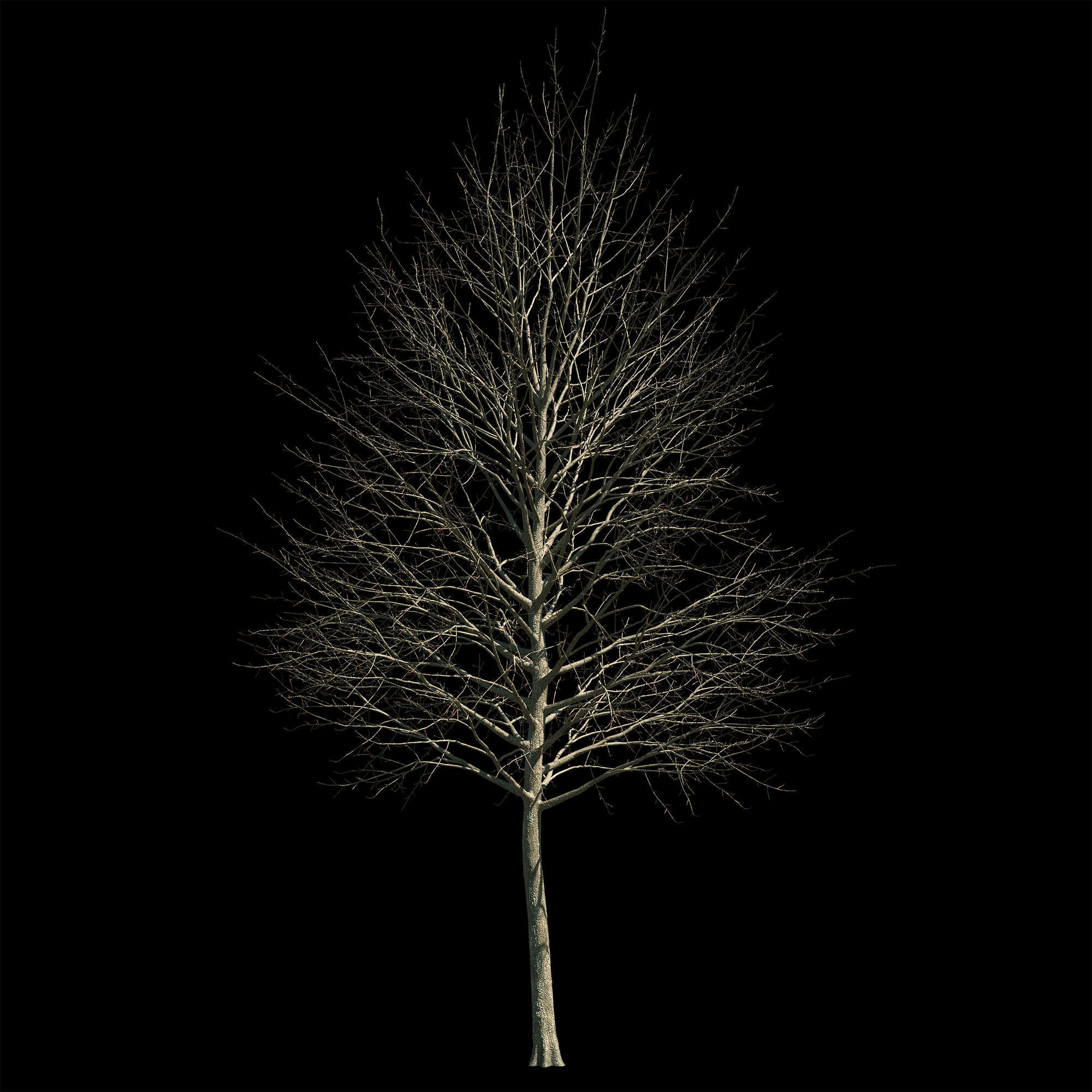 Acer platanoides 202SU - Norway Maple 3D model_9