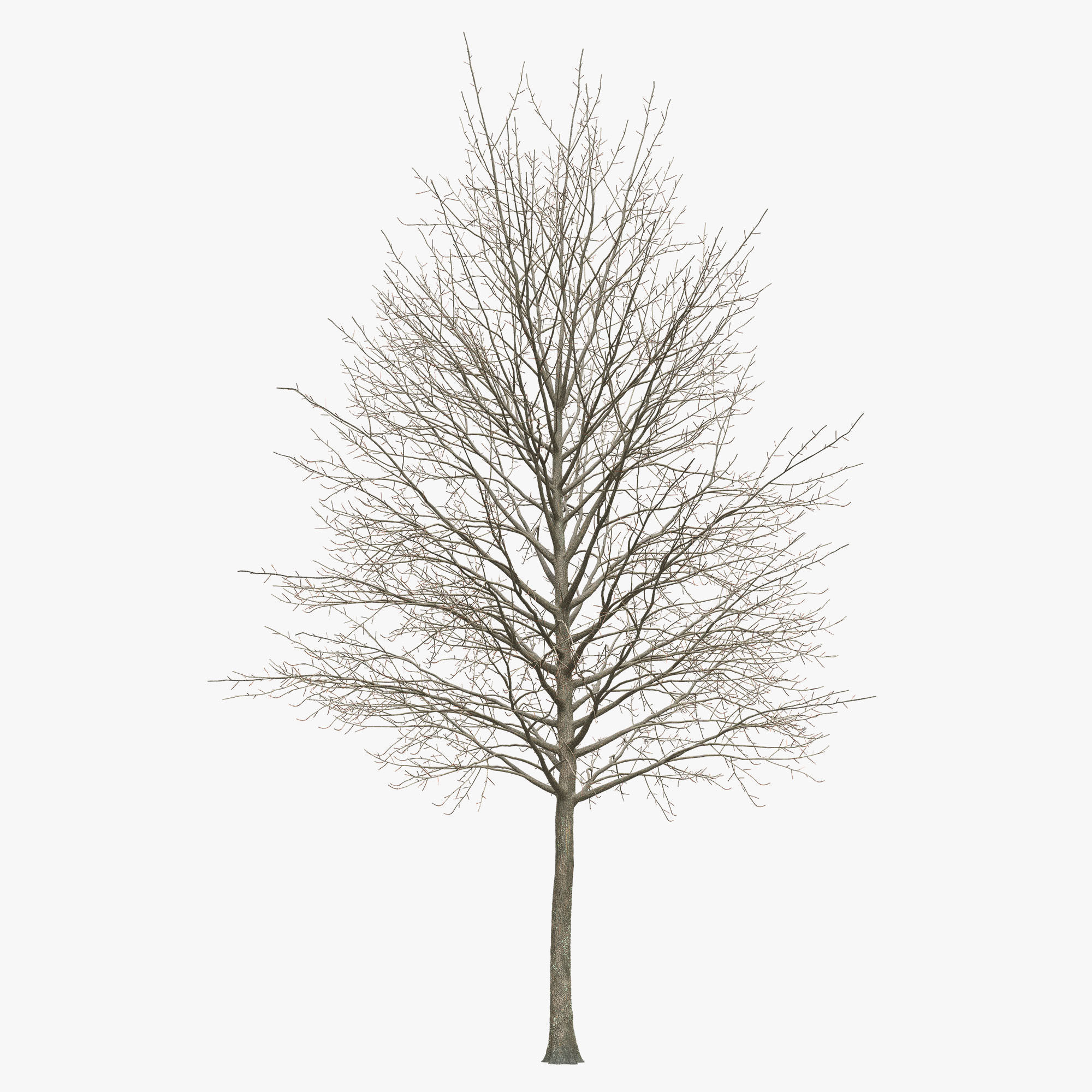 Acer platanoides 202SU - Norway Maple 3D model_8