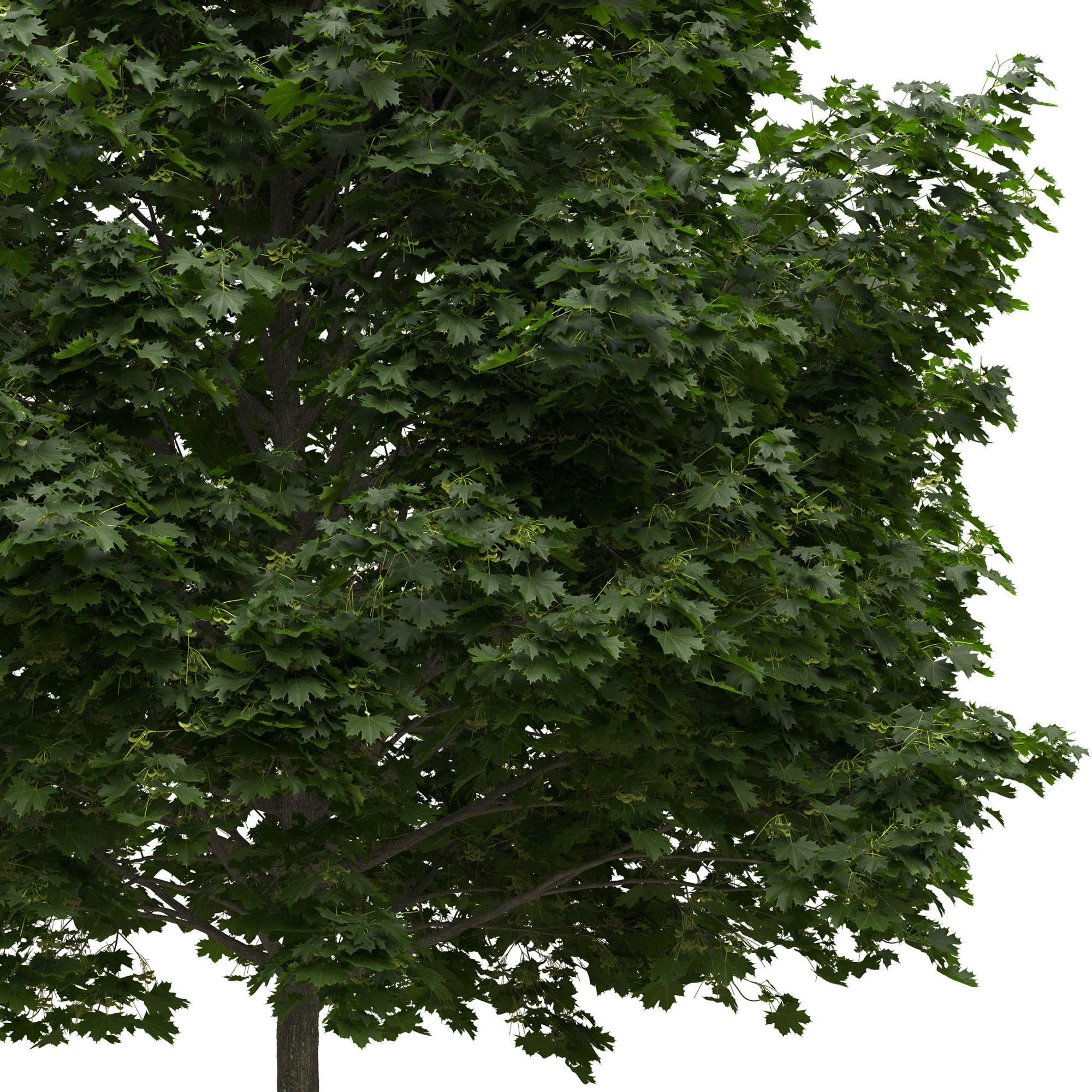 Acer platanoides 202SU - Norway Maple 3D model_4