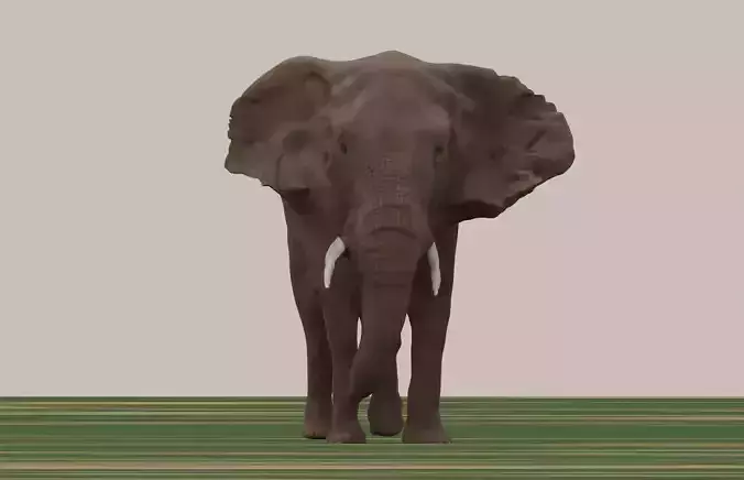 Elephant