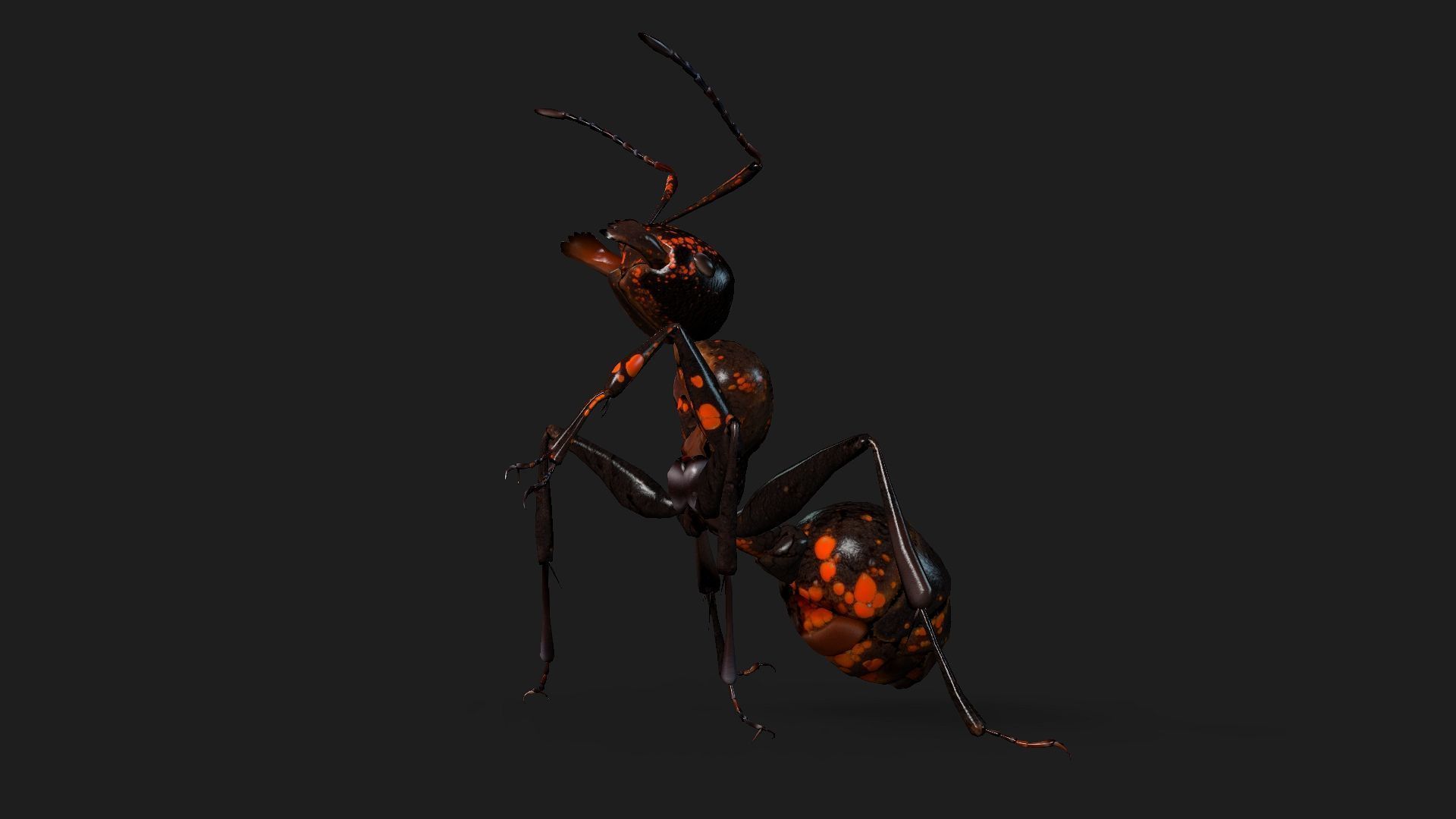 Ant-A2 3D model_5