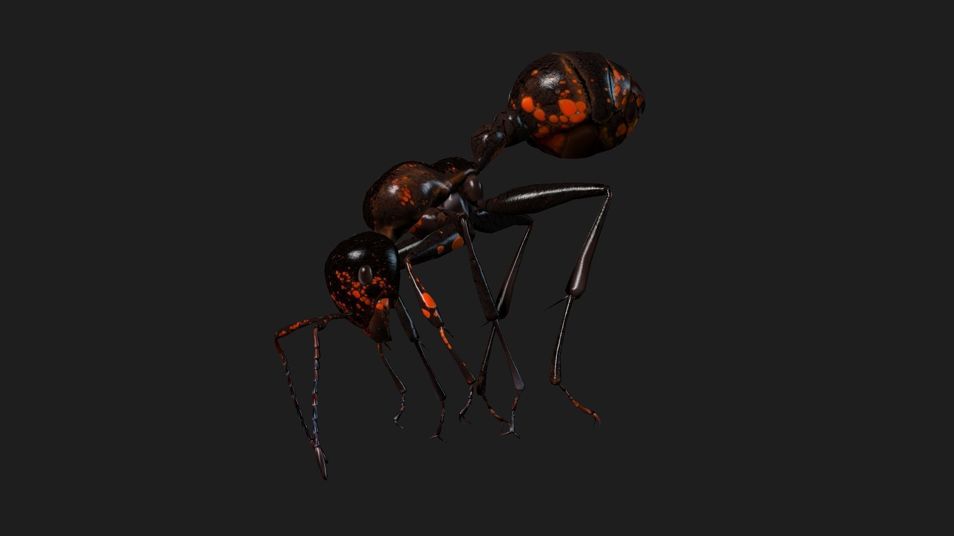 Ant-A2 3D model_14
