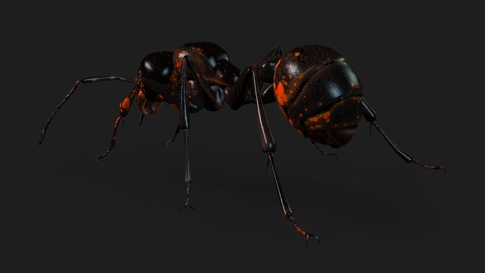 Ant-A2 3D model_12