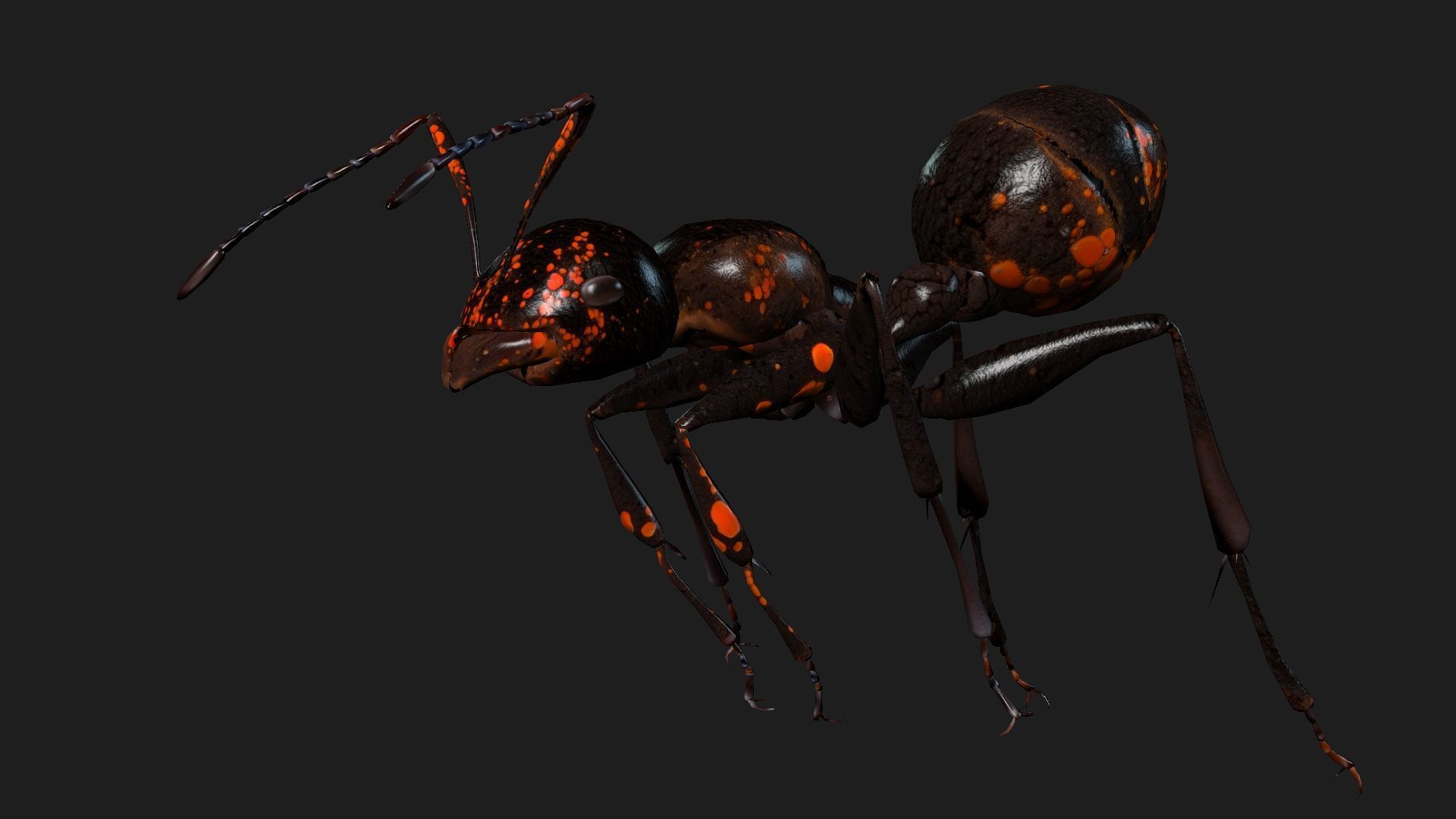 Ant-A2 3D model_7