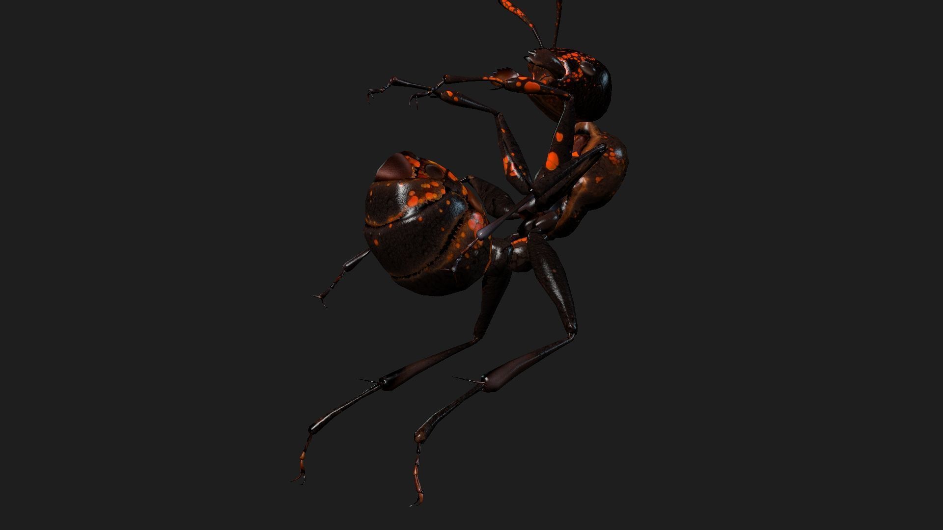 Ant-A2 3D model_16