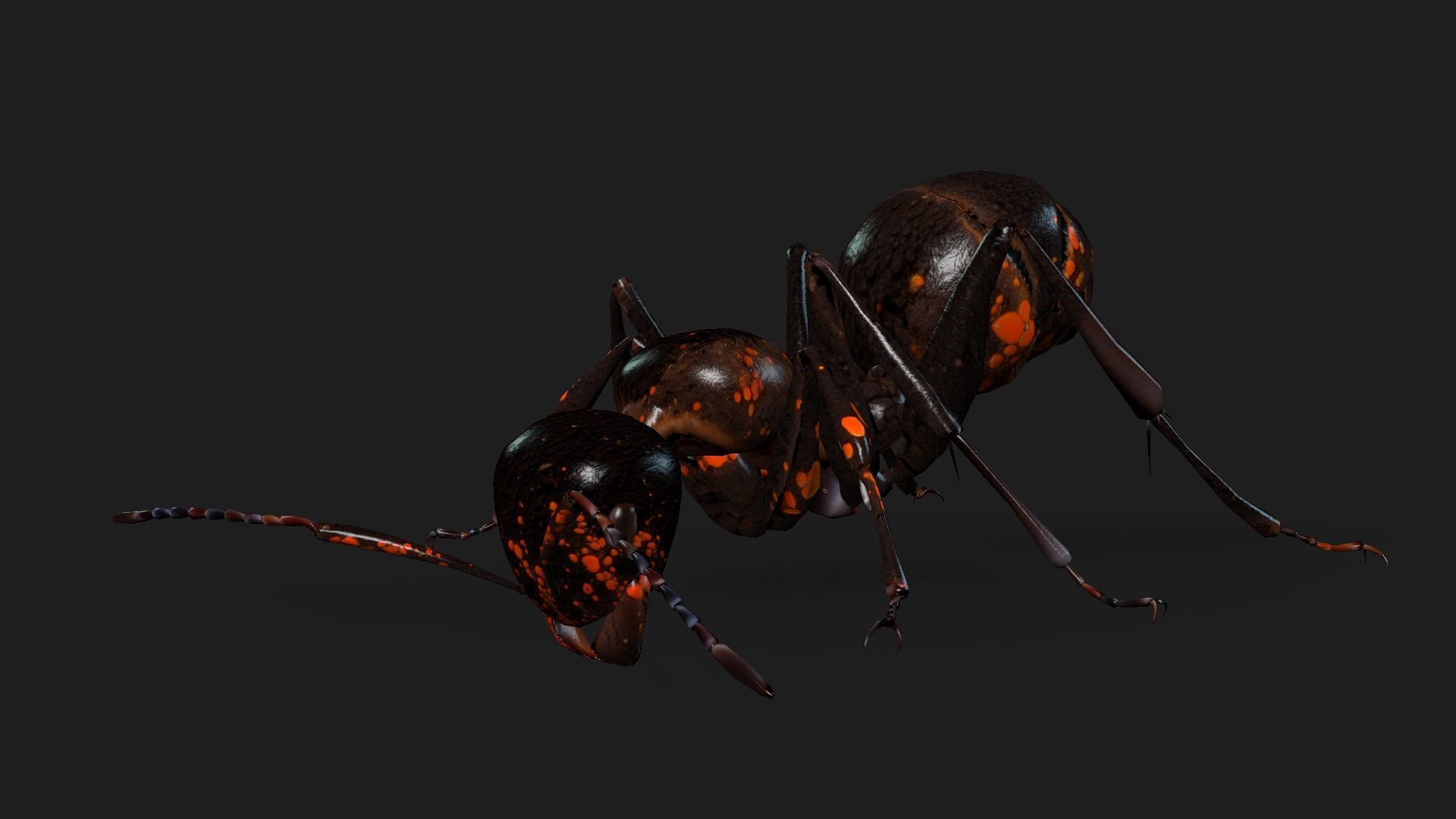 Ant-A2 3D model_6