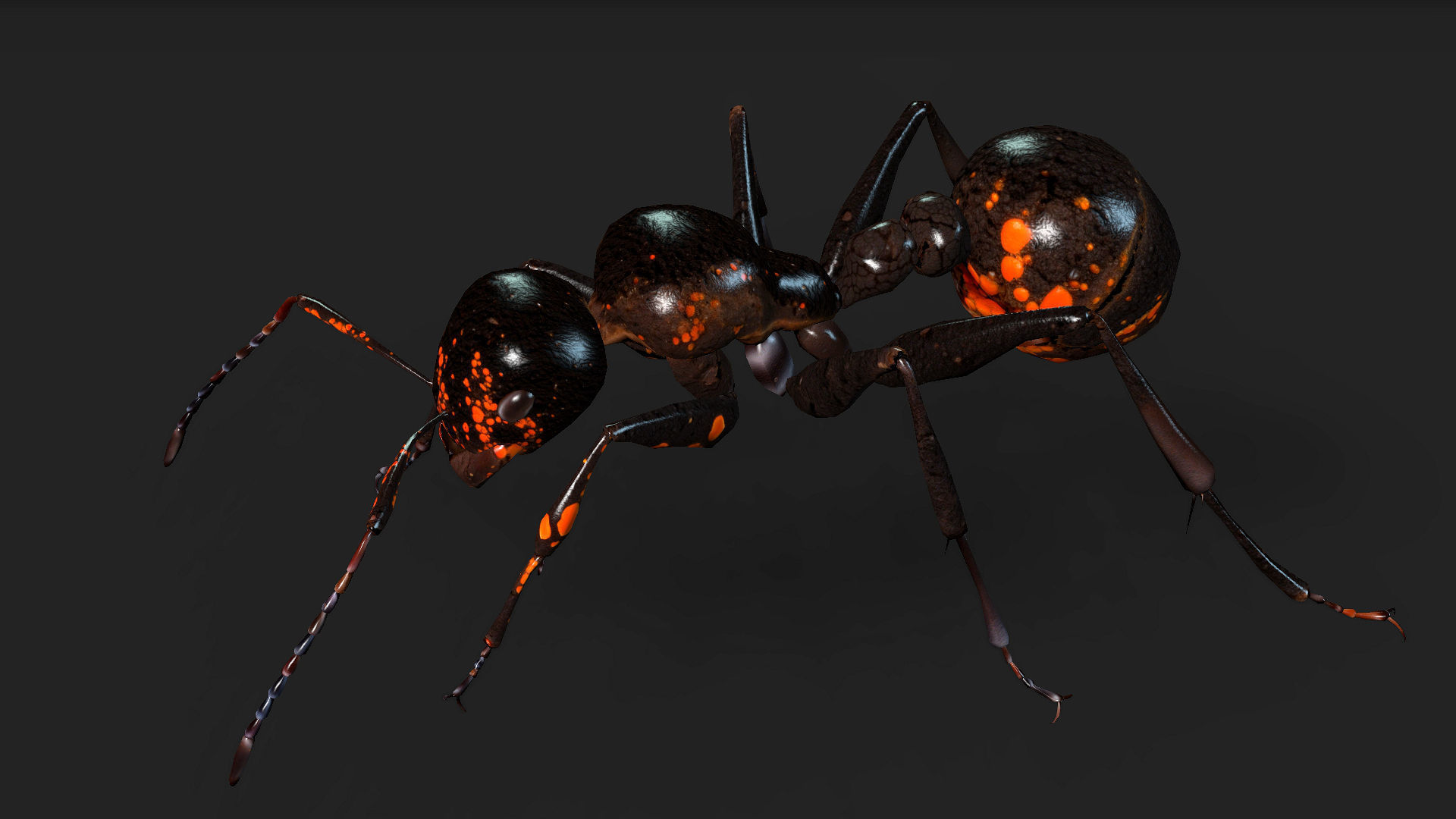 Ant-A2 3D model_10