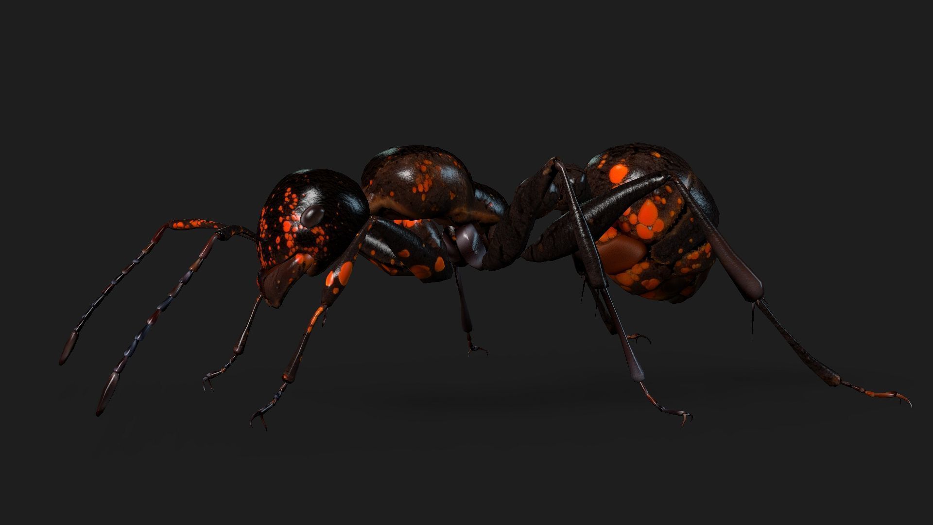 Ant-A2 3D model_9