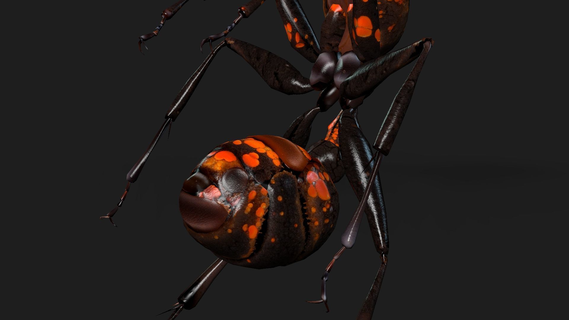 Ant-A2 3D model_3