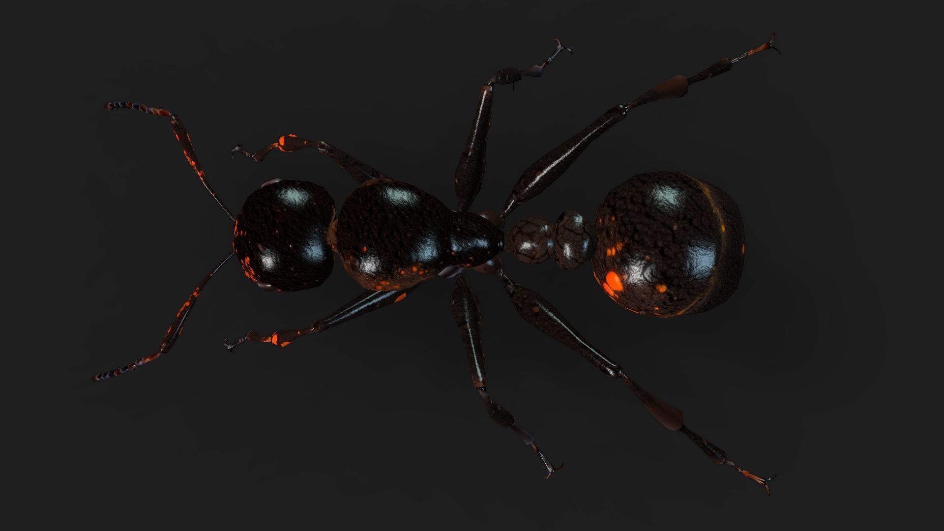 Ant-A2 3D model_13