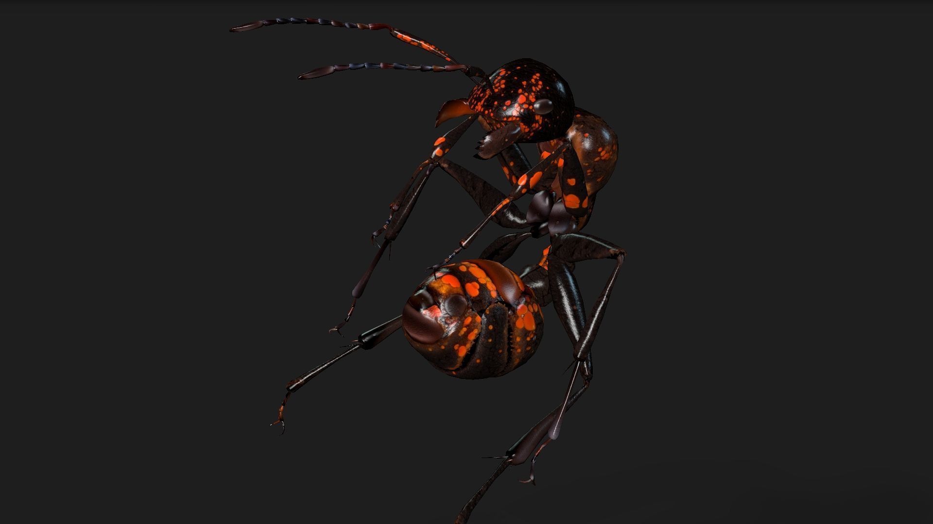 Ant-A2 3D model_8