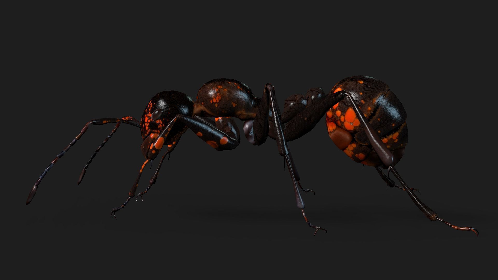 Ant-A2 3D model_2