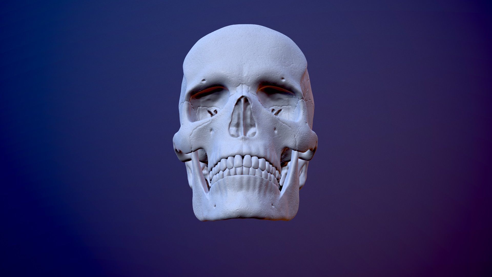 3D Detailed High and Low Poly Human Skull 3D model_3