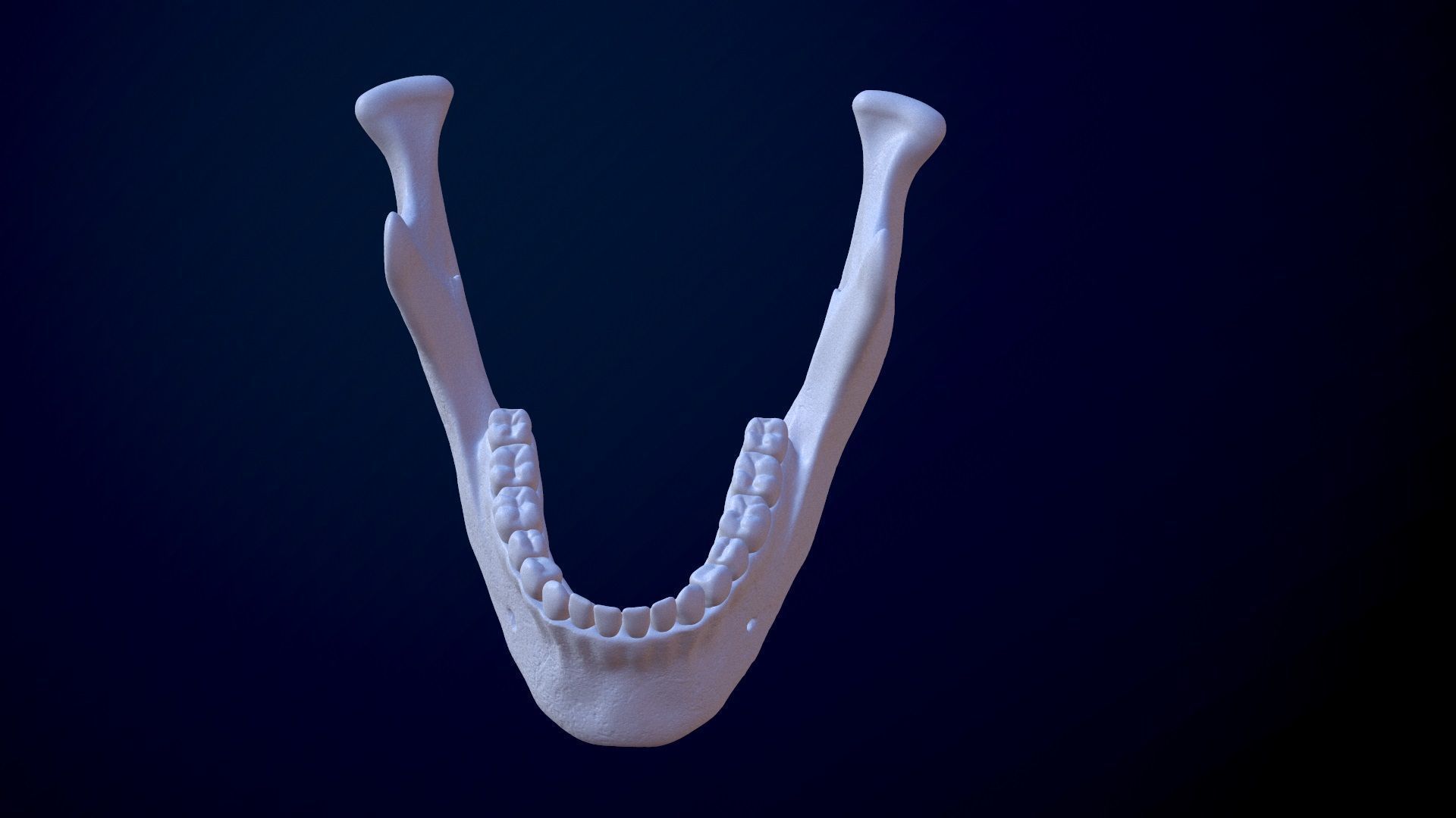 3D Detailed High and Low Poly Human Skull 3D model_21