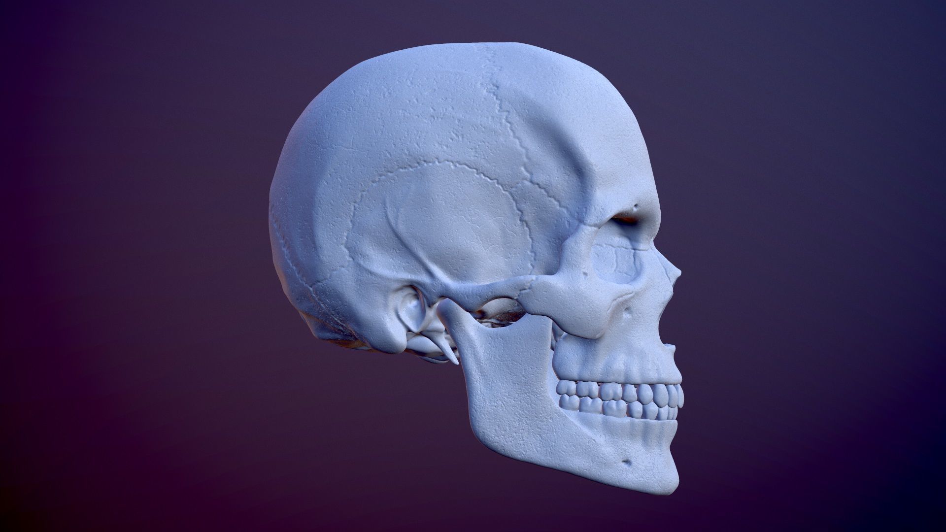 3D Detailed High and Low Poly Human Skull 3D model_5