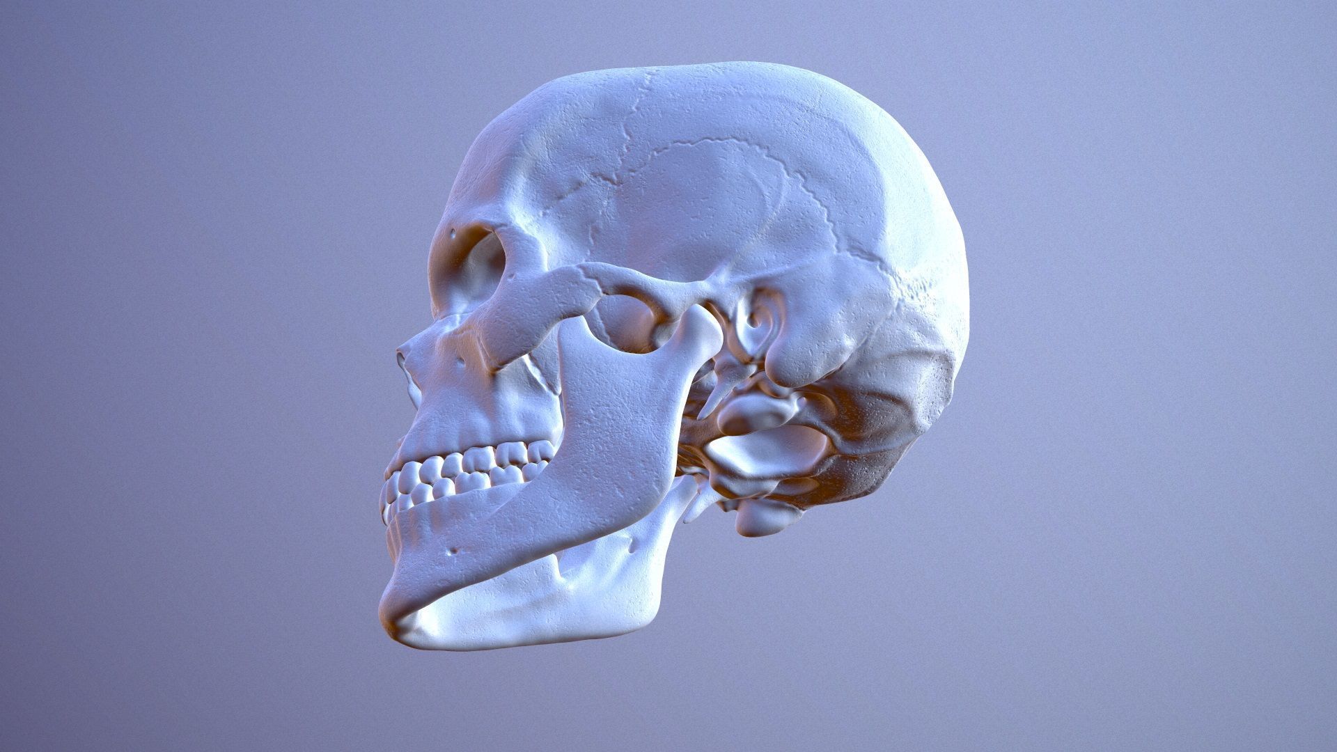 3D Detailed High and Low Poly Human Skull 3D model_11