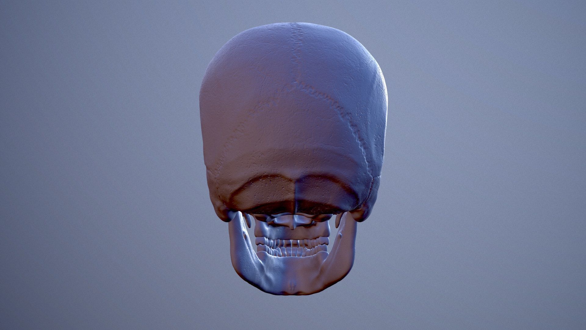 3D Detailed High and Low Poly Human Skull 3D model_8