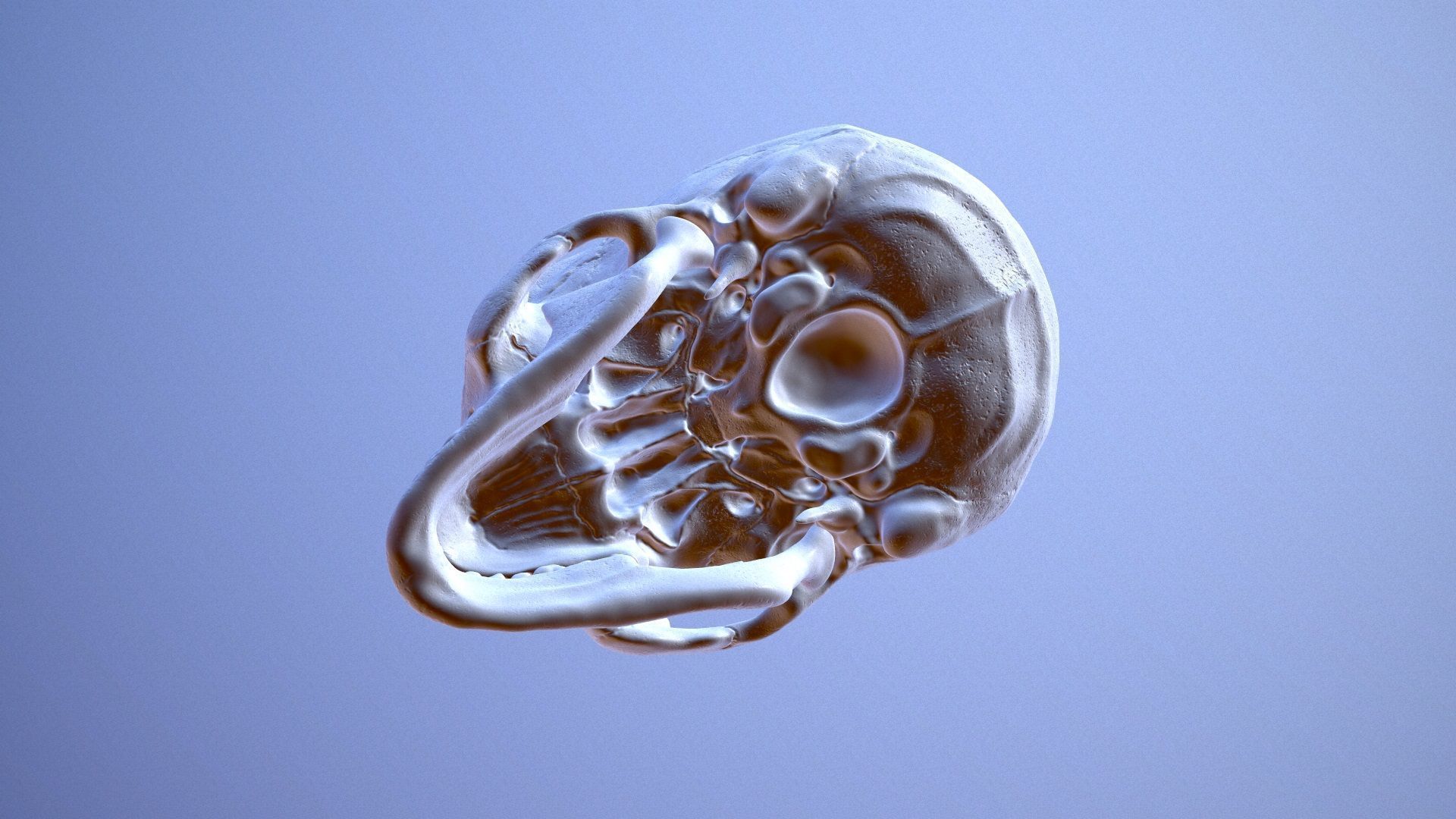 3D Detailed High and Low Poly Human Skull 3D model_12