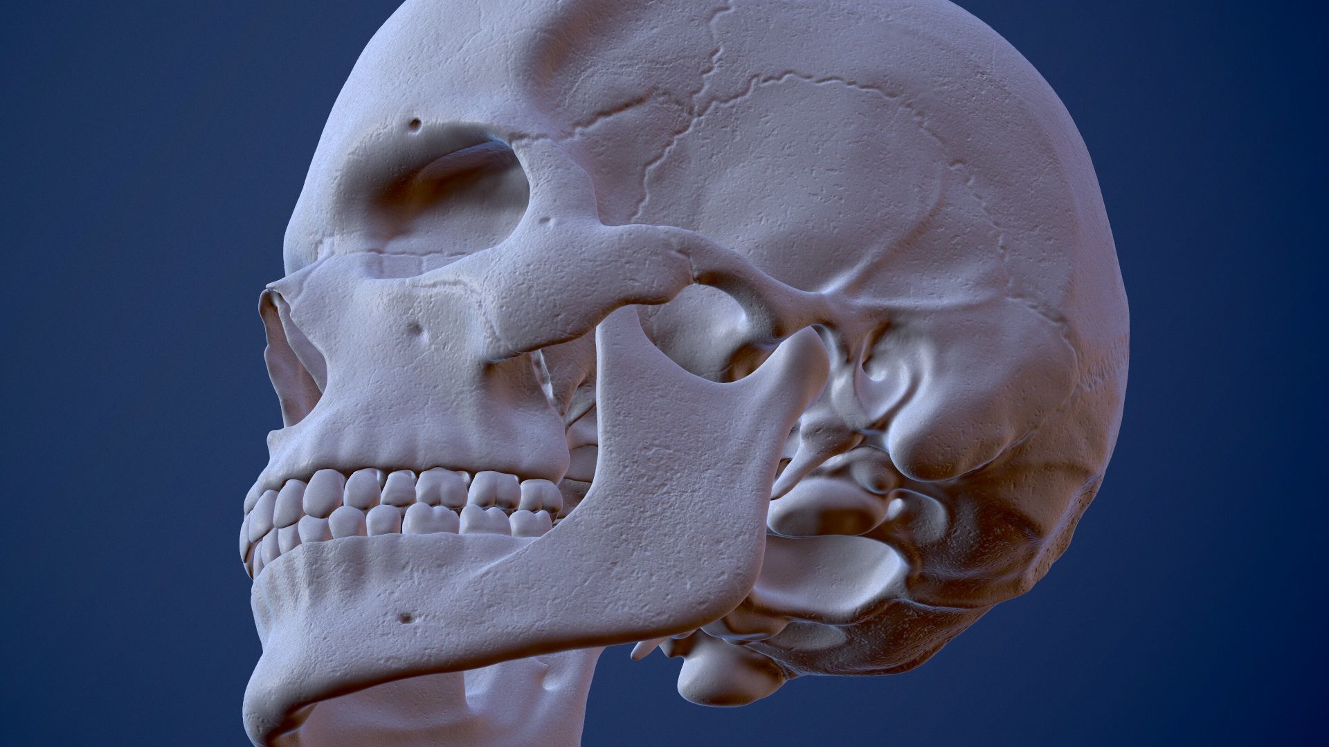 3D Detailed High and Low Poly Human Skull 3D model_18