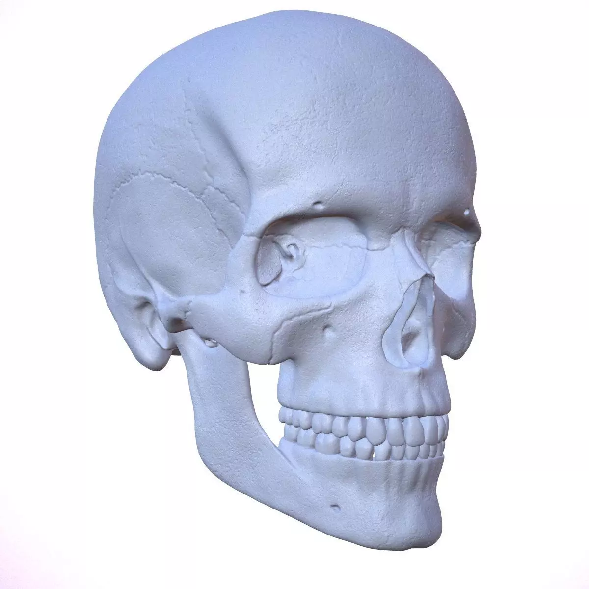3D Detailed High and Low Poly Human Skull 3D model_0