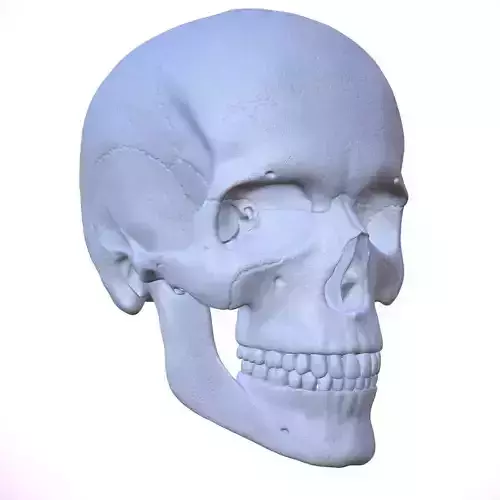 3D Detailed High and Low Poly Human Skull 3D model