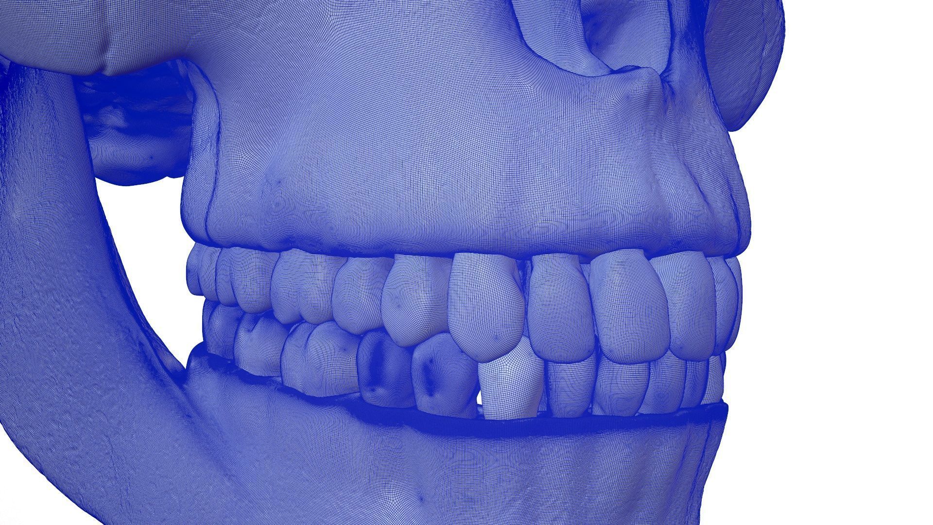 3D Detailed High and Low Poly Human Skull 3D model_28