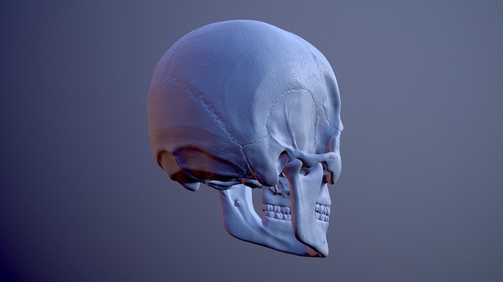 3D Detailed High and Low Poly Human Skull 3D model_7