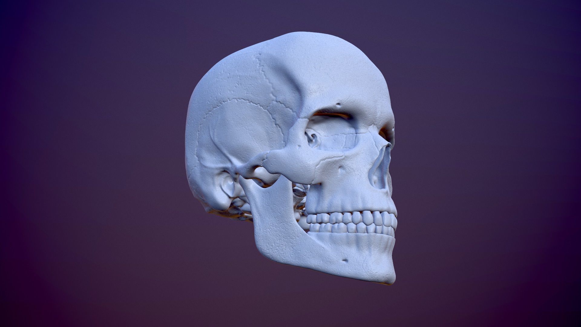 3D Detailed High and Low Poly Human Skull 3D model_4