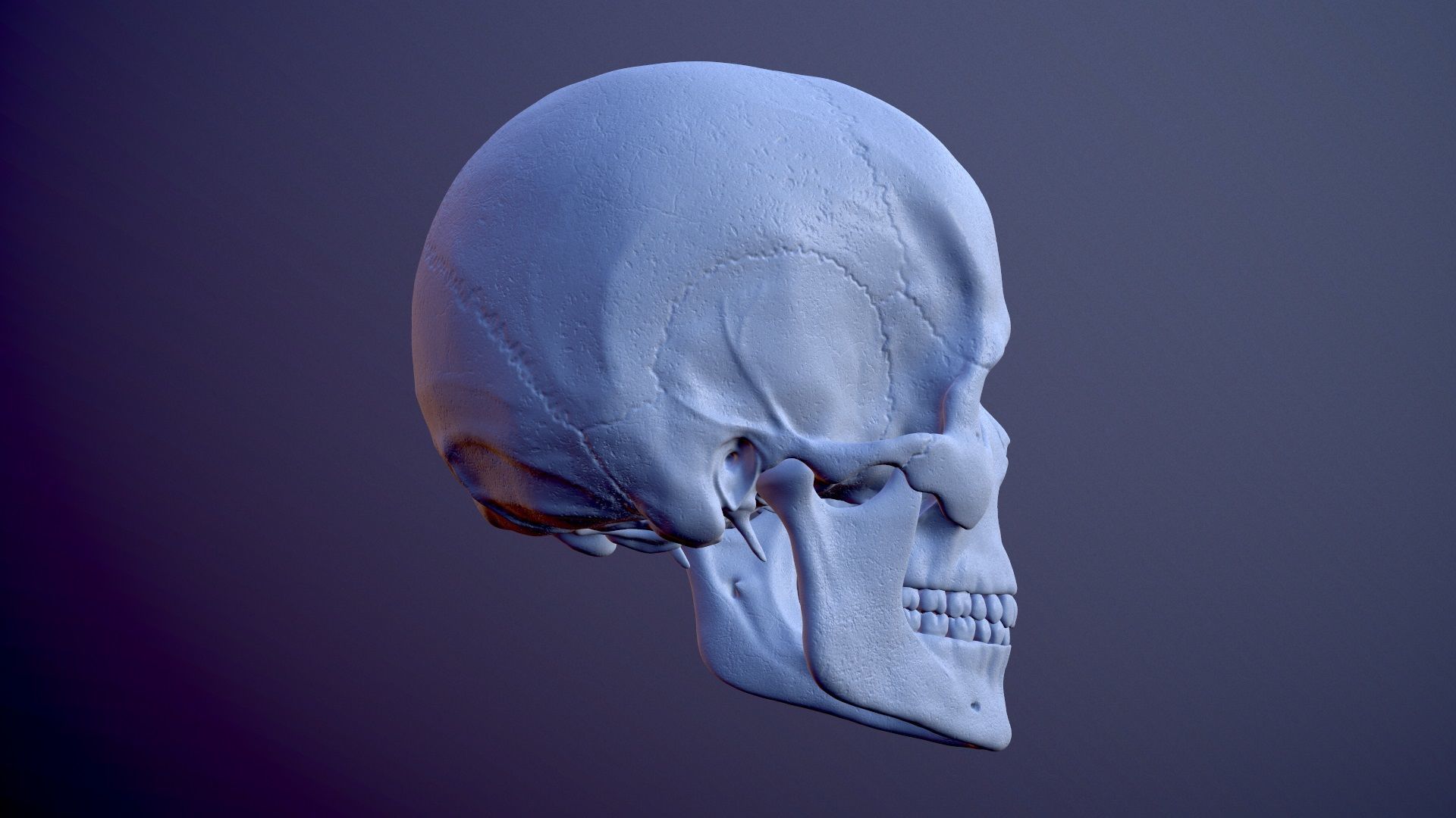 3D Detailed High and Low Poly Human Skull 3D model_6