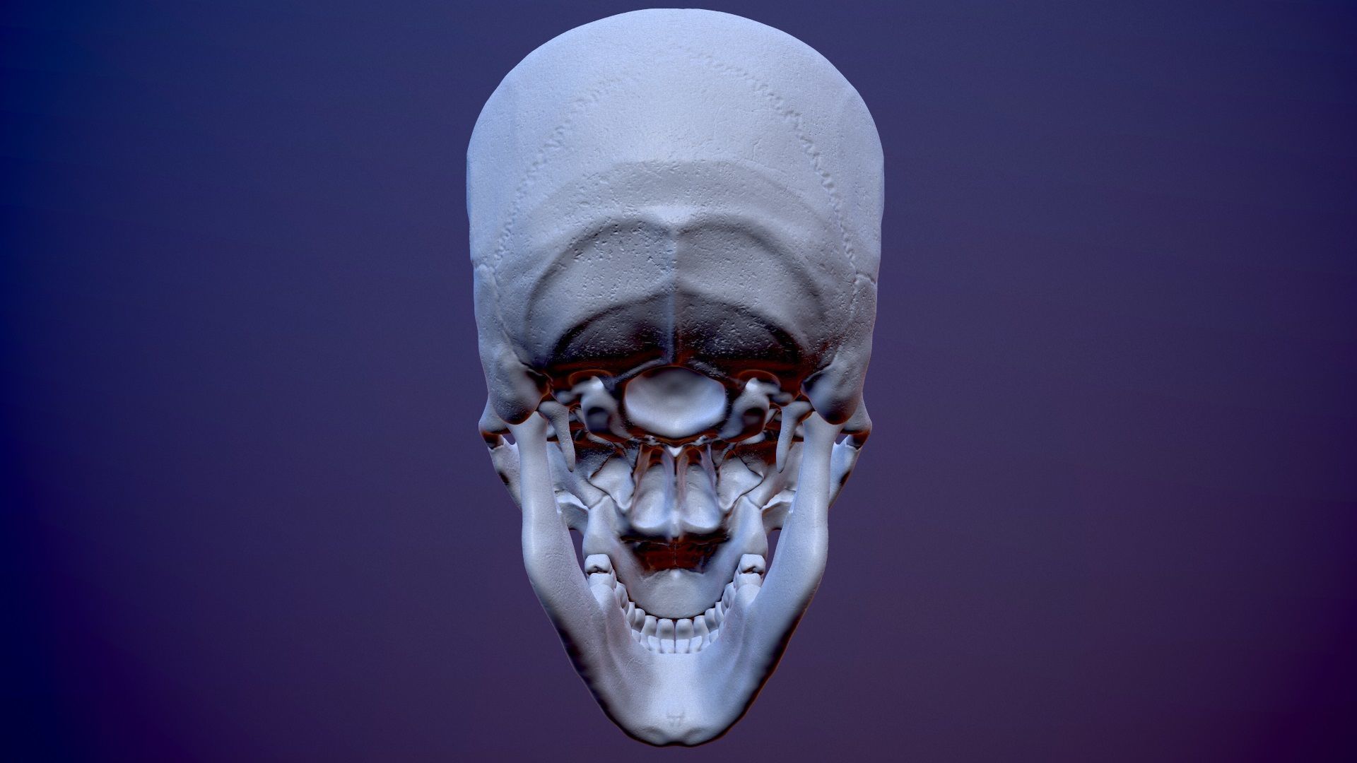 3D Detailed High and Low Poly Human Skull 3D model_9