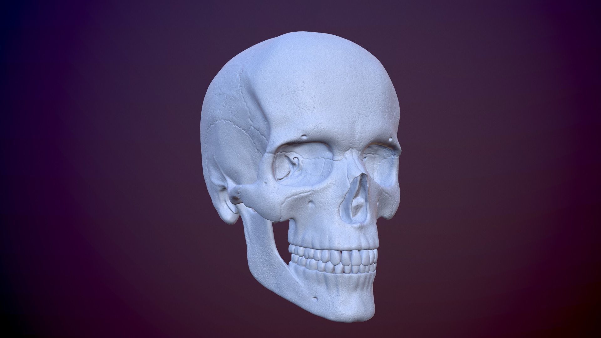 3D Detailed High and Low Poly Human Skull 3D model_1