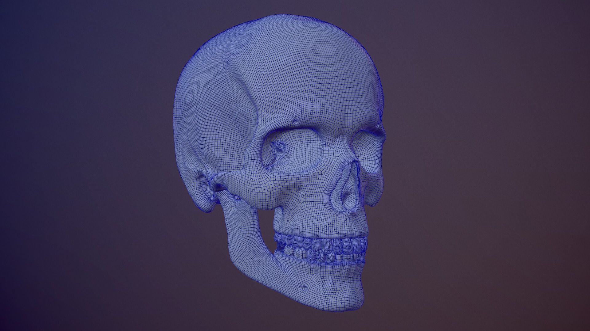 3D Detailed High and Low Poly Human Skull 3D model_31