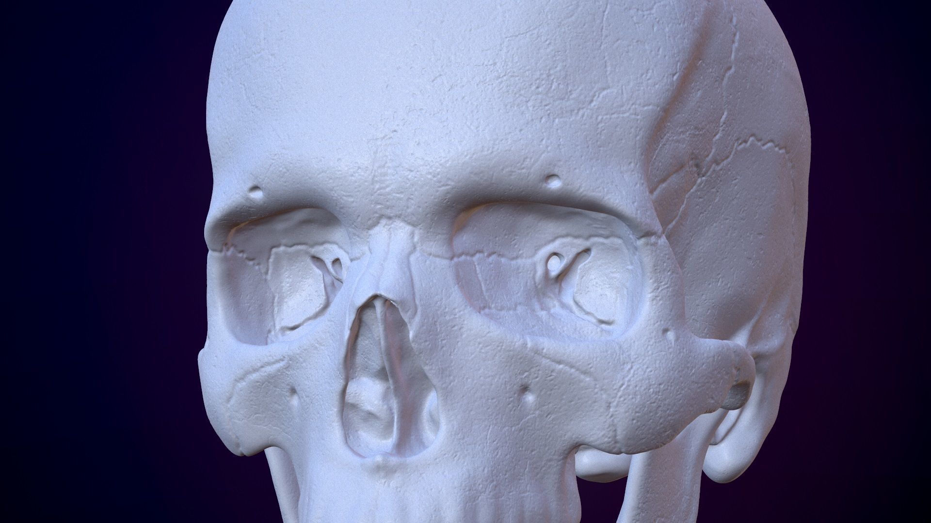 3D Detailed High and Low Poly Human Skull 3D model_16