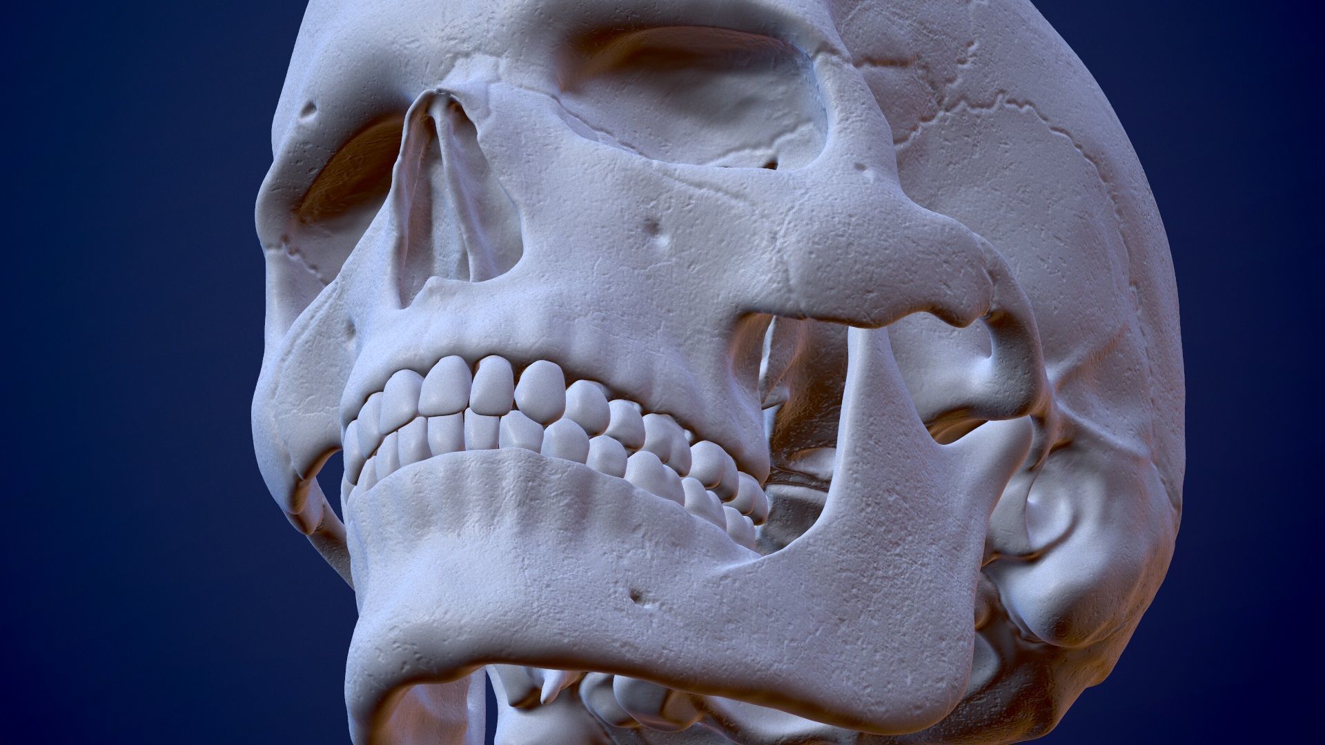 3D Detailed High and Low Poly Human Skull 3D model_17