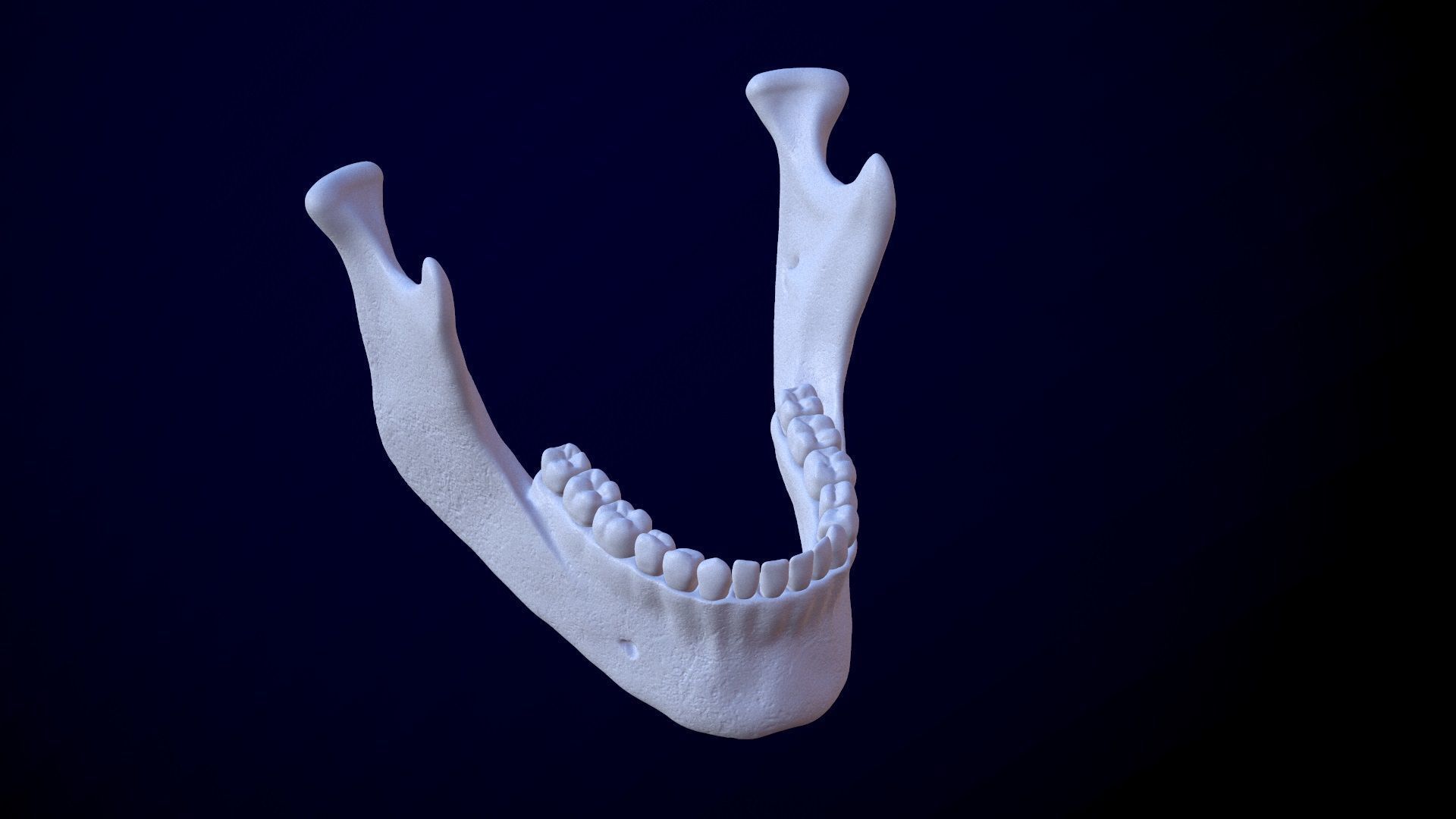 3D Detailed High and Low Poly Human Skull 3D model_20