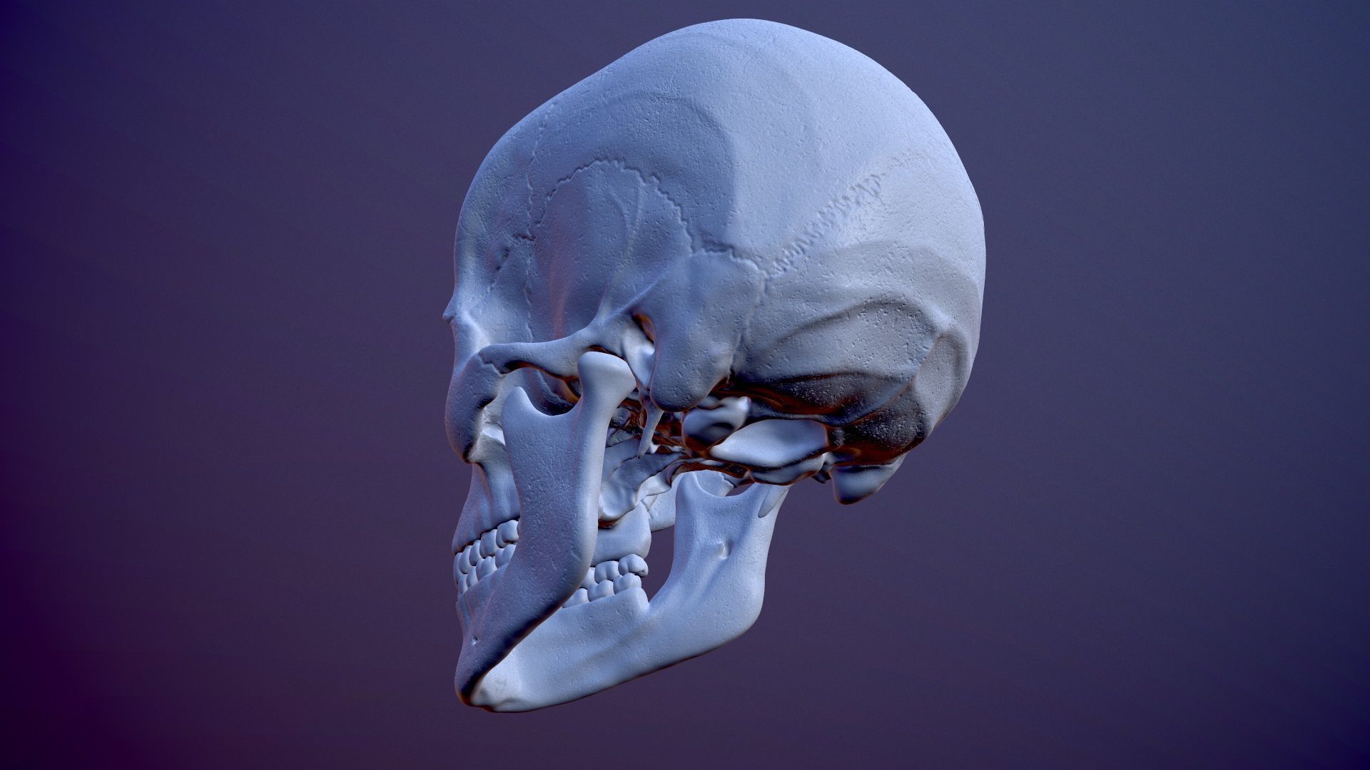 3D Detailed High and Low Poly Human Skull 3D model_10