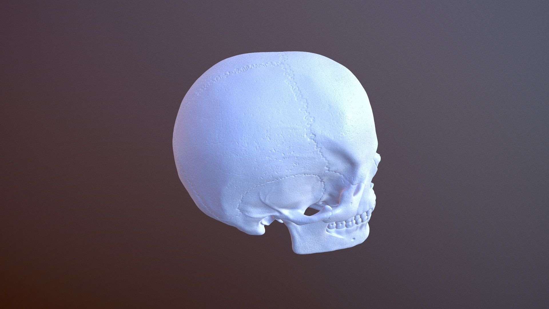 3D Detailed High and Low Poly Human Skull 3D model_15