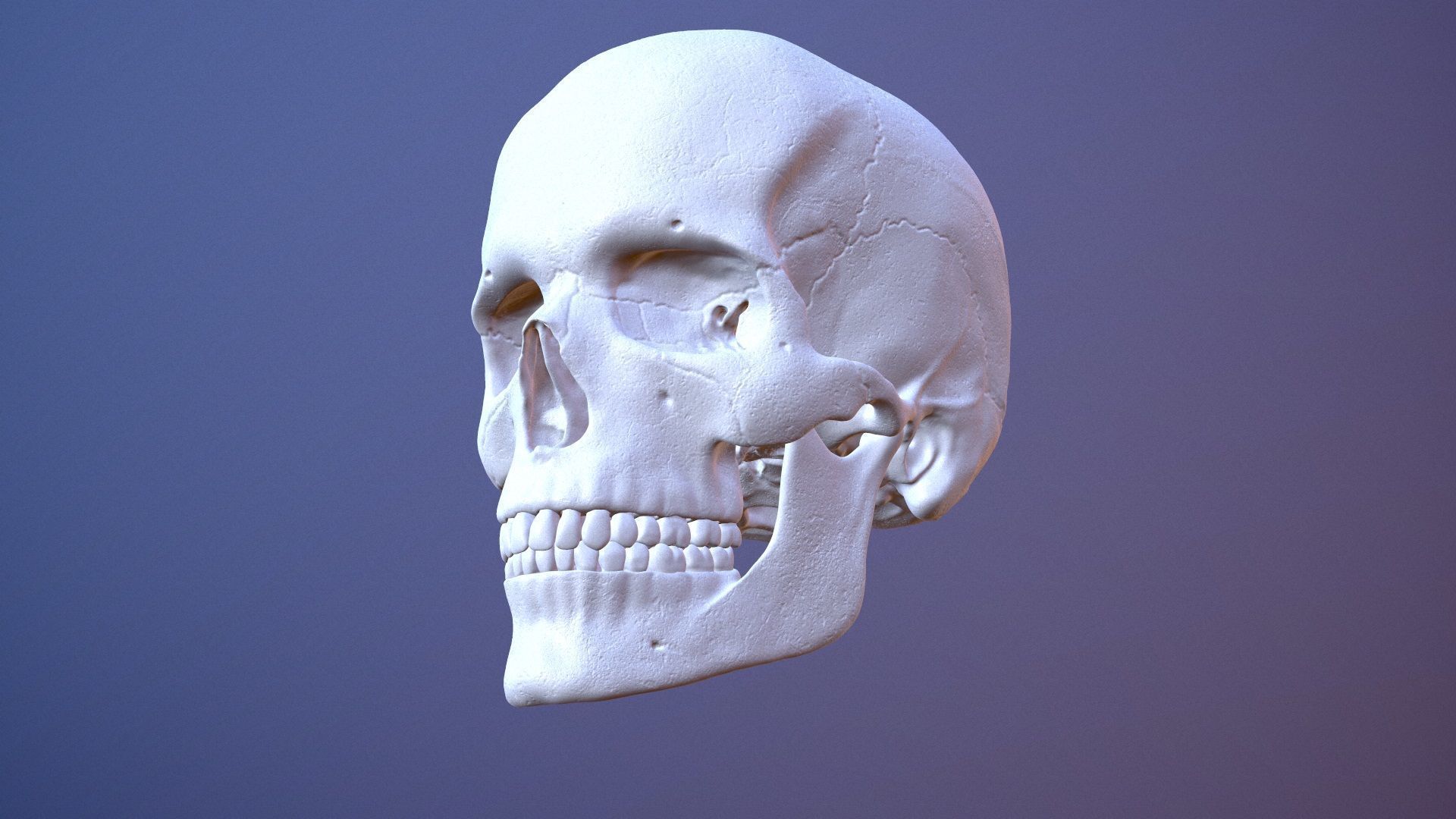 3D Detailed High and Low Poly Human Skull 3D model_13