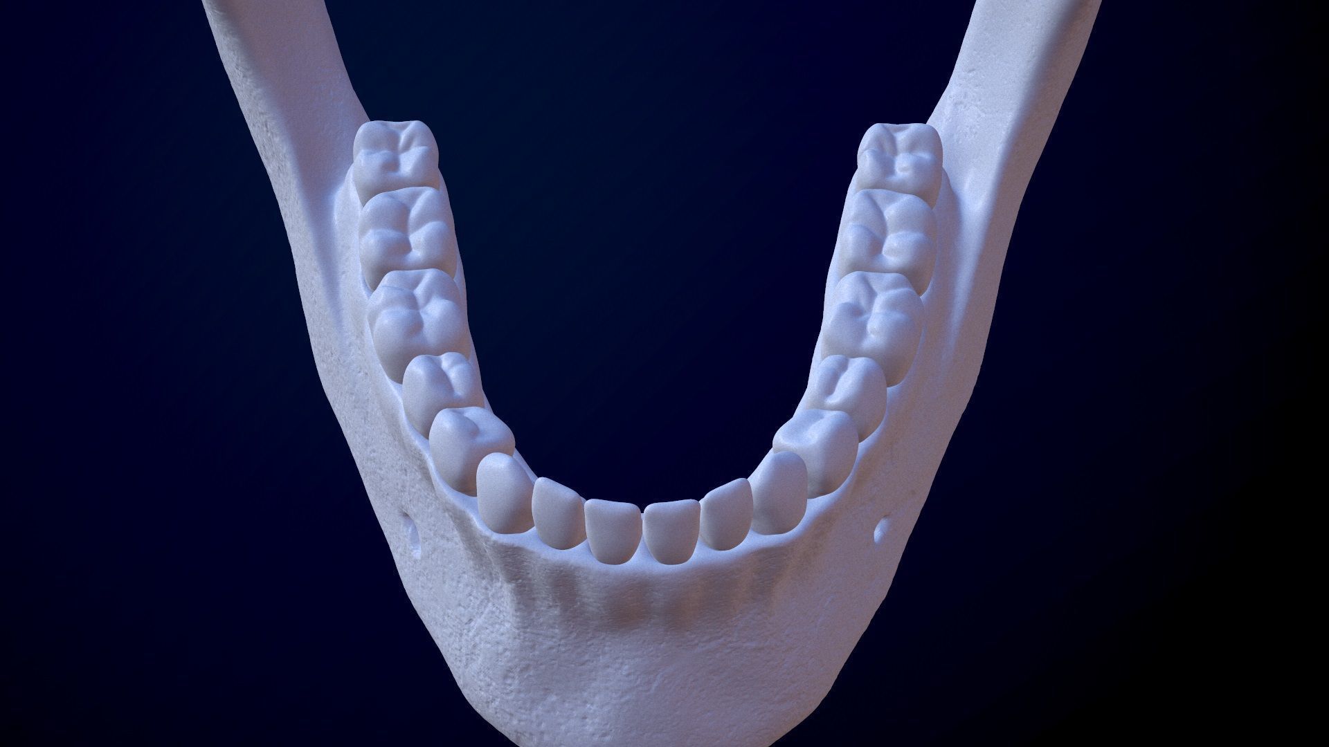 3D Detailed High and Low Poly Human Skull 3D model_22