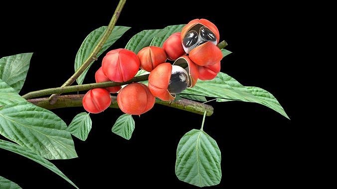 Guarana Of The Amazon 3D model 5