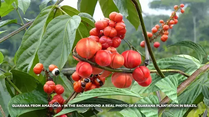 Guarana Of The Amazon