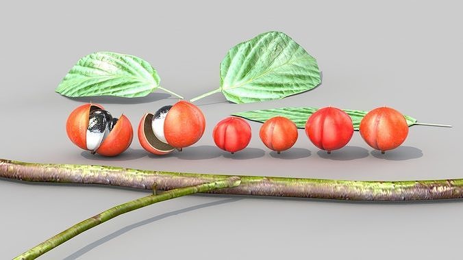Guarana Of The Amazon 3D model 7