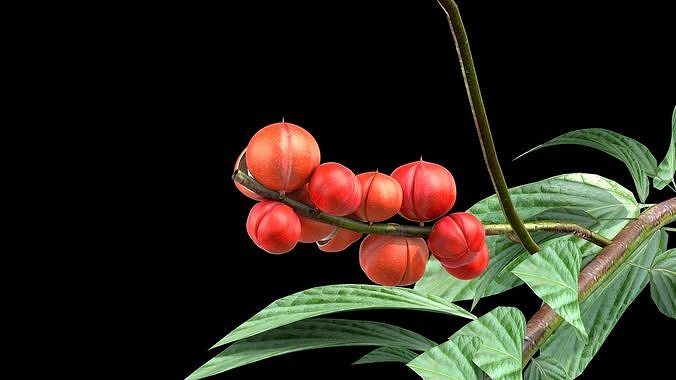 Guarana Of The Amazon 3D model 2