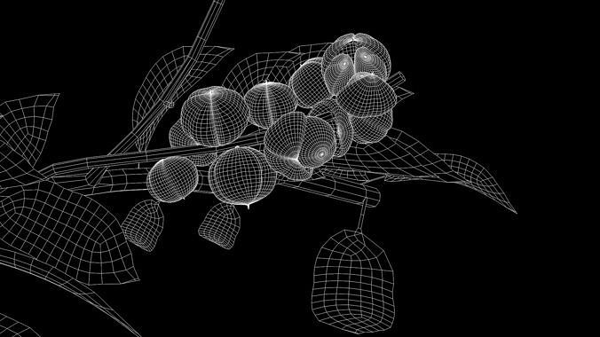 Guarana Of The Amazon 3D model 6