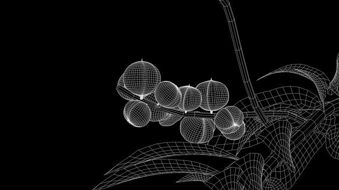 Guarana Of The Amazon 3D model 3