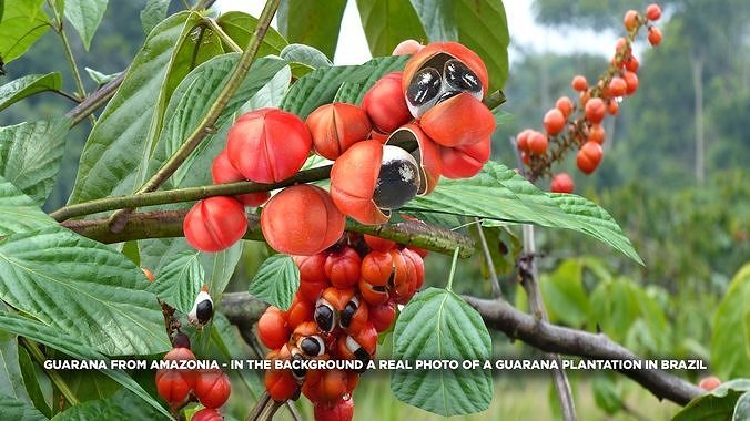 Guarana Of The Amazon 3D model 4