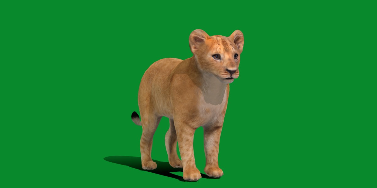 Lion Cub Low-poly 3D model_31