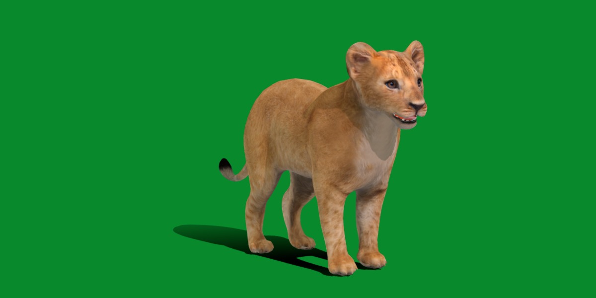 Lion Cub Low-poly 3D model_20