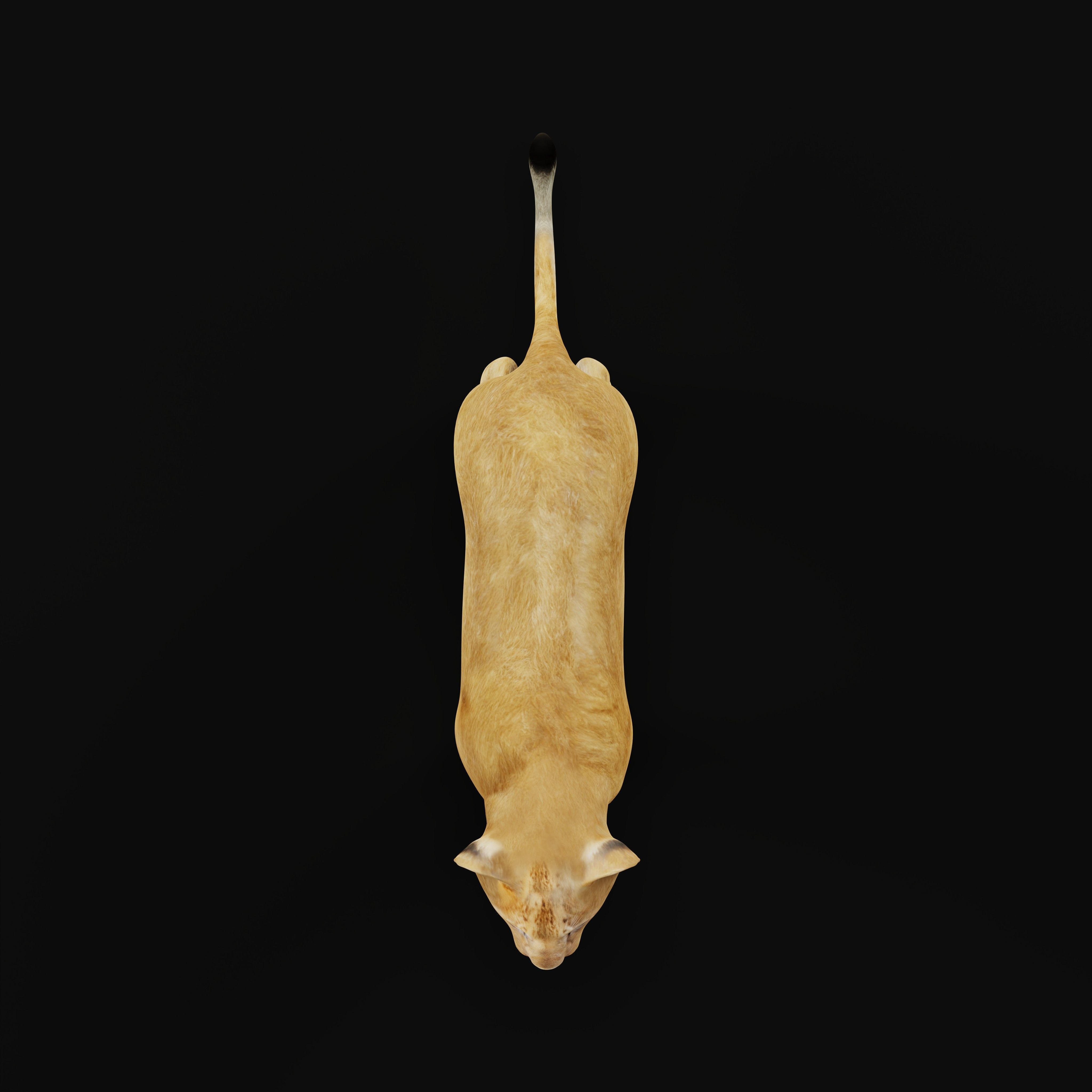 Lion Cub Low-poly 3D model_36