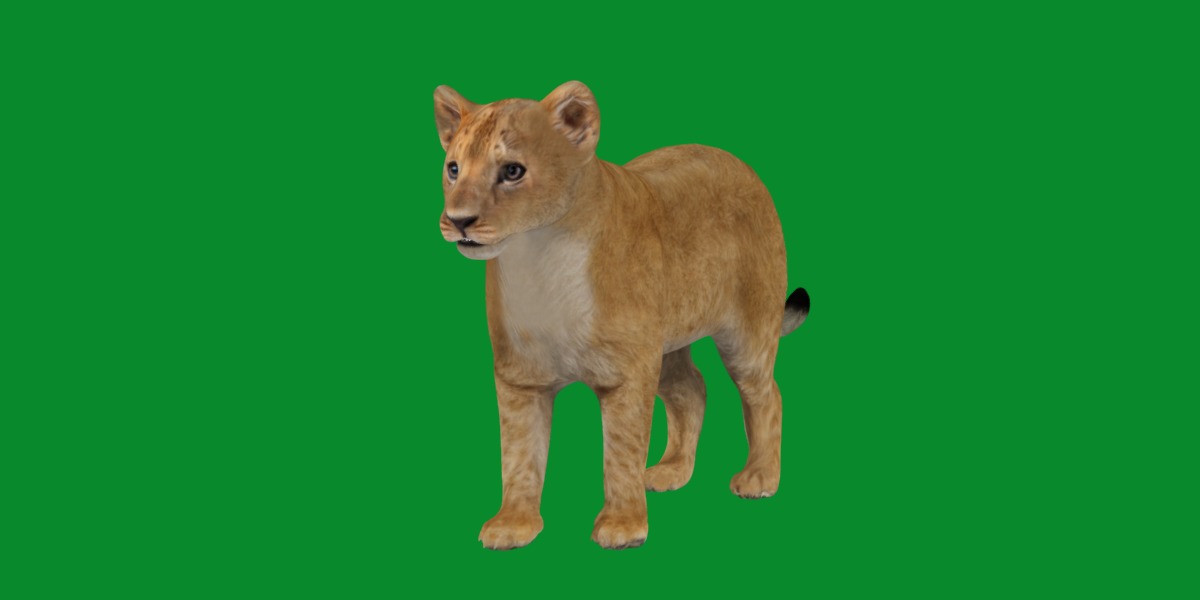 Lion Cub Low-poly 3D model_27